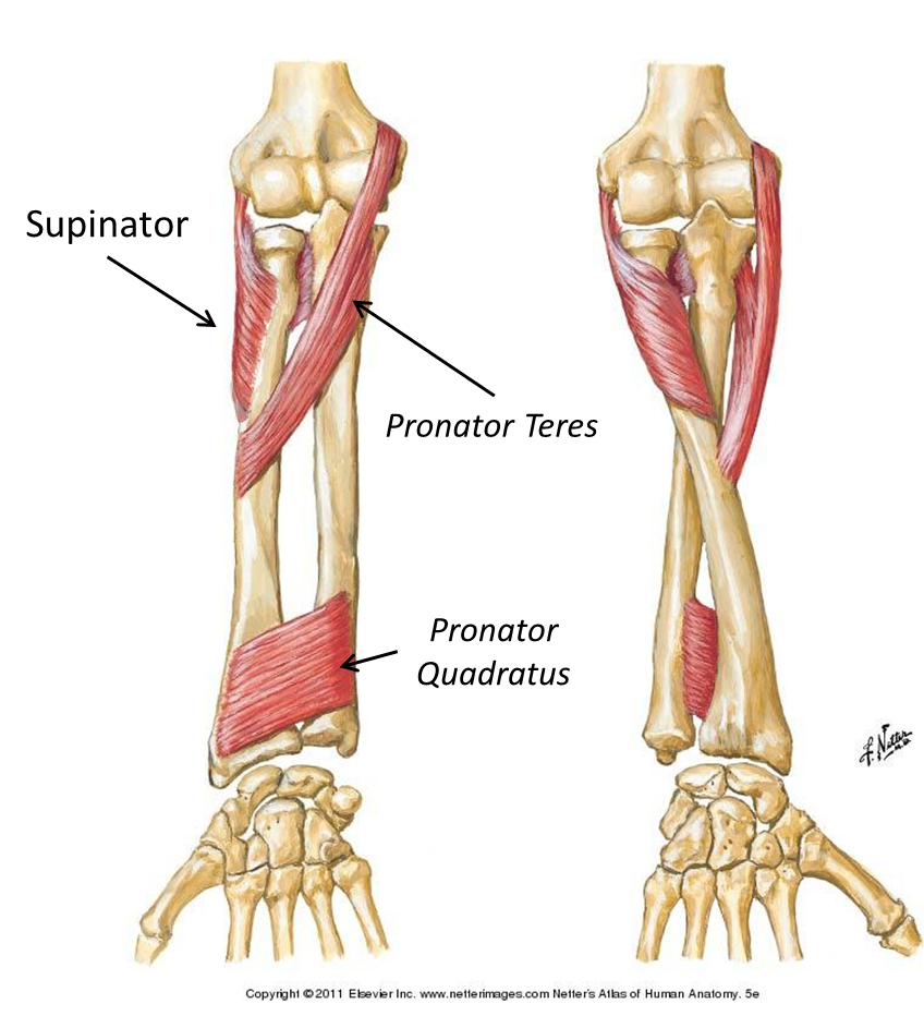 Views of the forearm in the supinated (left) and pronated positions with the supinator, pronator teres, and pronator quadratus muscles labelled. From Netter Presenter.