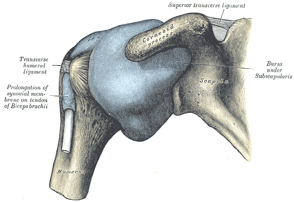 Anterior view of glenohumeral joint showing the bursae.