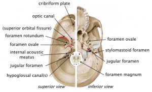 Labeled diagram of the cranial base from the superior and inferior views. Foramina are labeled