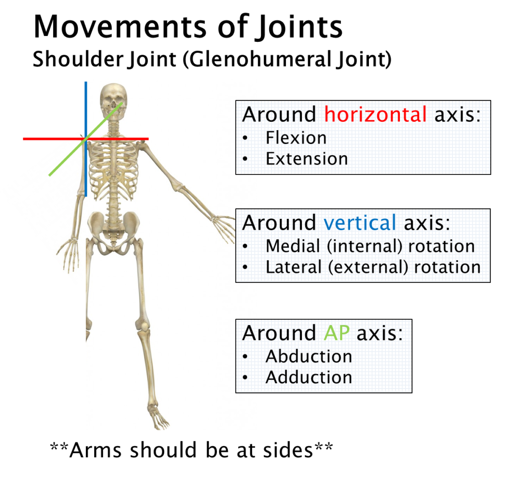 Diagram showing the cardinal axes superimposed on the shoulder/glenohumeral joint