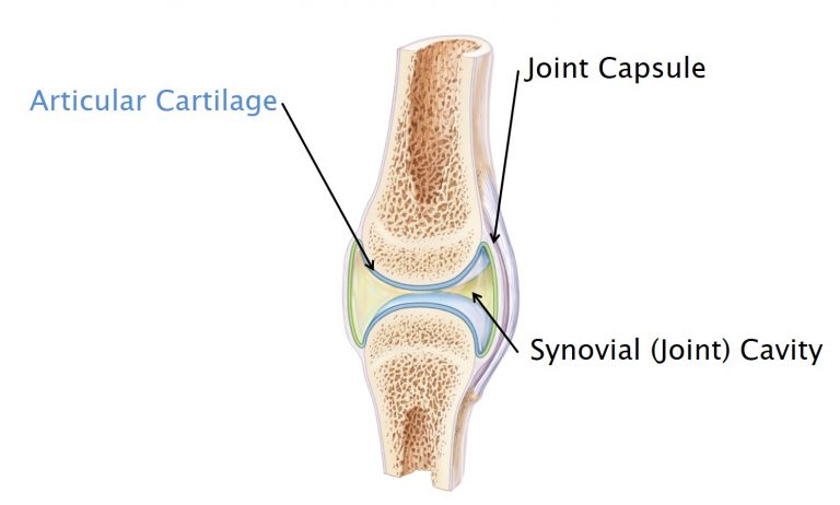 Diagram of a generalized synovial joint with the joint capsule, articular cartilage, and synovial (joint) cavity labeled.