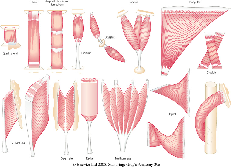 Illustration of different fiber arrangements in muscles.