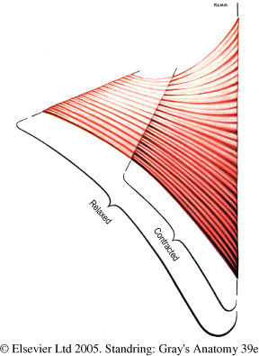 Diagram showing the change in length in a contracting muscle.