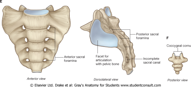 Sacrum and Coccyx – Anatomy 622 Coursebook