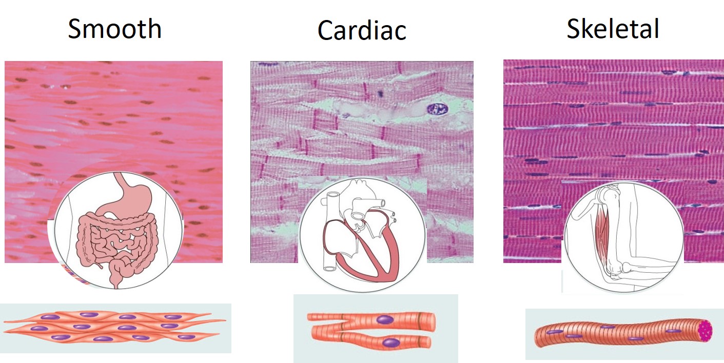 Side by side histology and diagrams of smooth, cardiac, and skeletal muscle.
