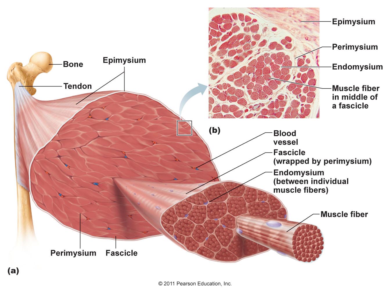 Diagram of the connective tissue structures surrounding muscles, fascicles, and individual muscle fibers.