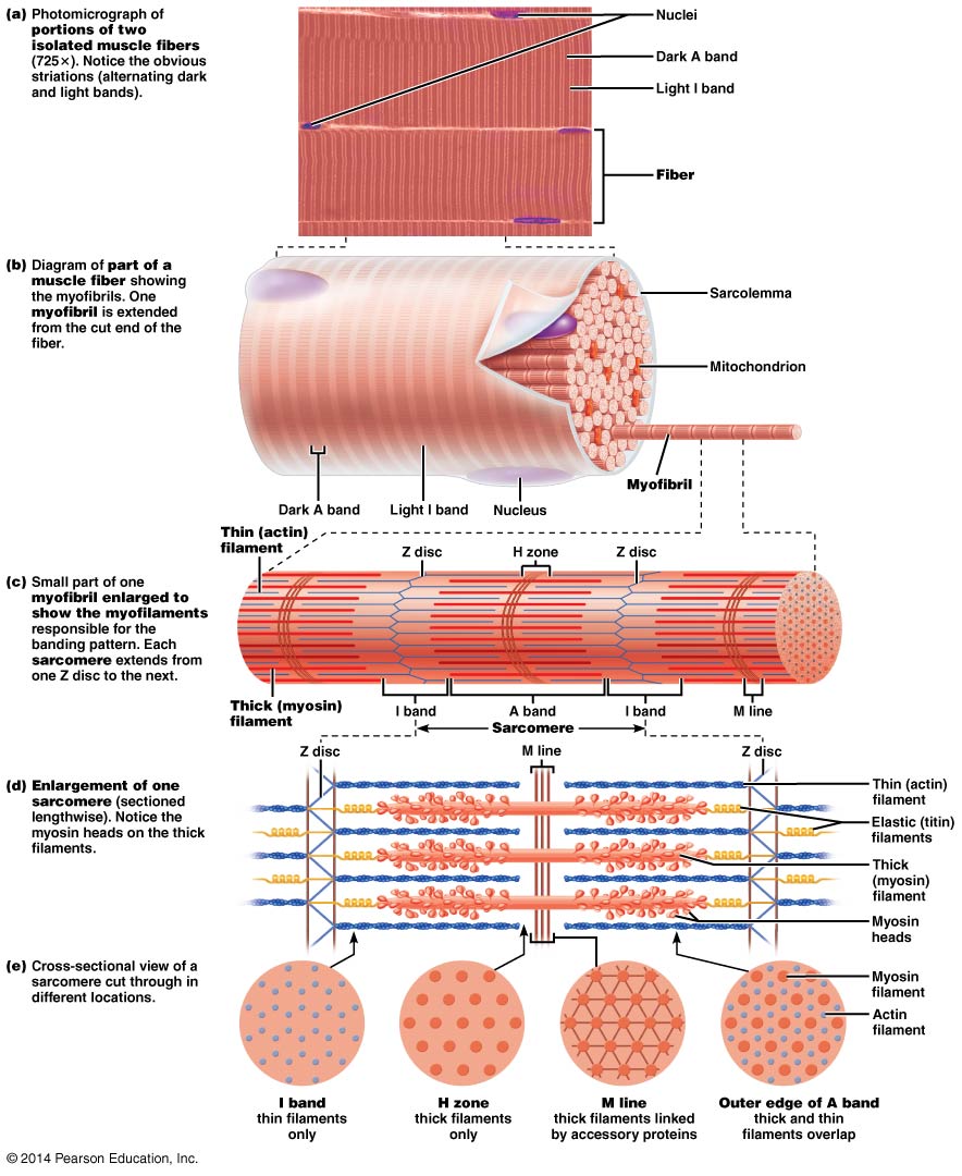 Diagram of the microscopic structure of muscle fibers.