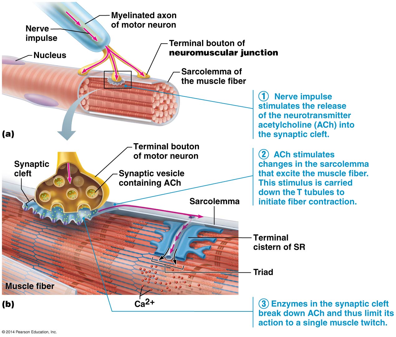 Diagram of a neuromuscular junction.