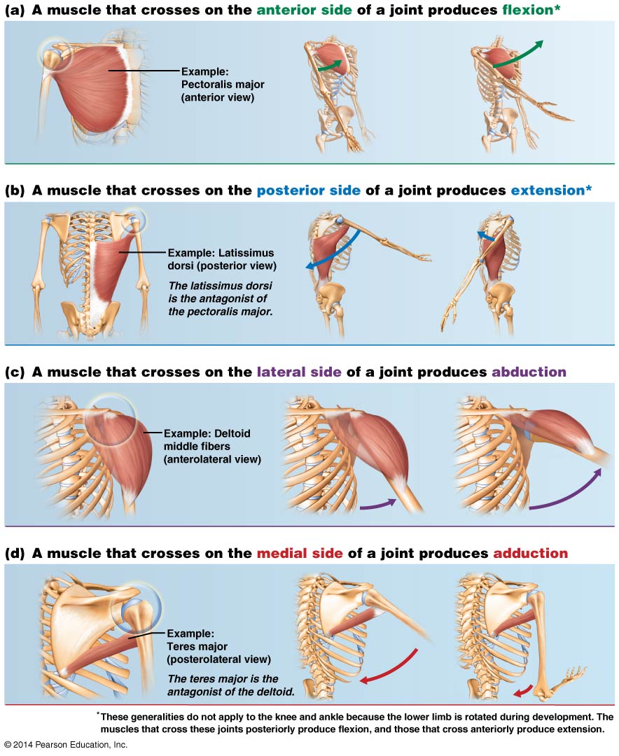 Diagram showing a basic overview of muscle actions as related to the position of the muscles relative the joints.