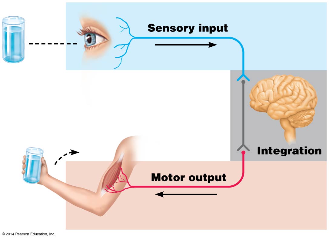 Diagram illustrating the functional regions of the nervous system: sensory, motor, and integration.