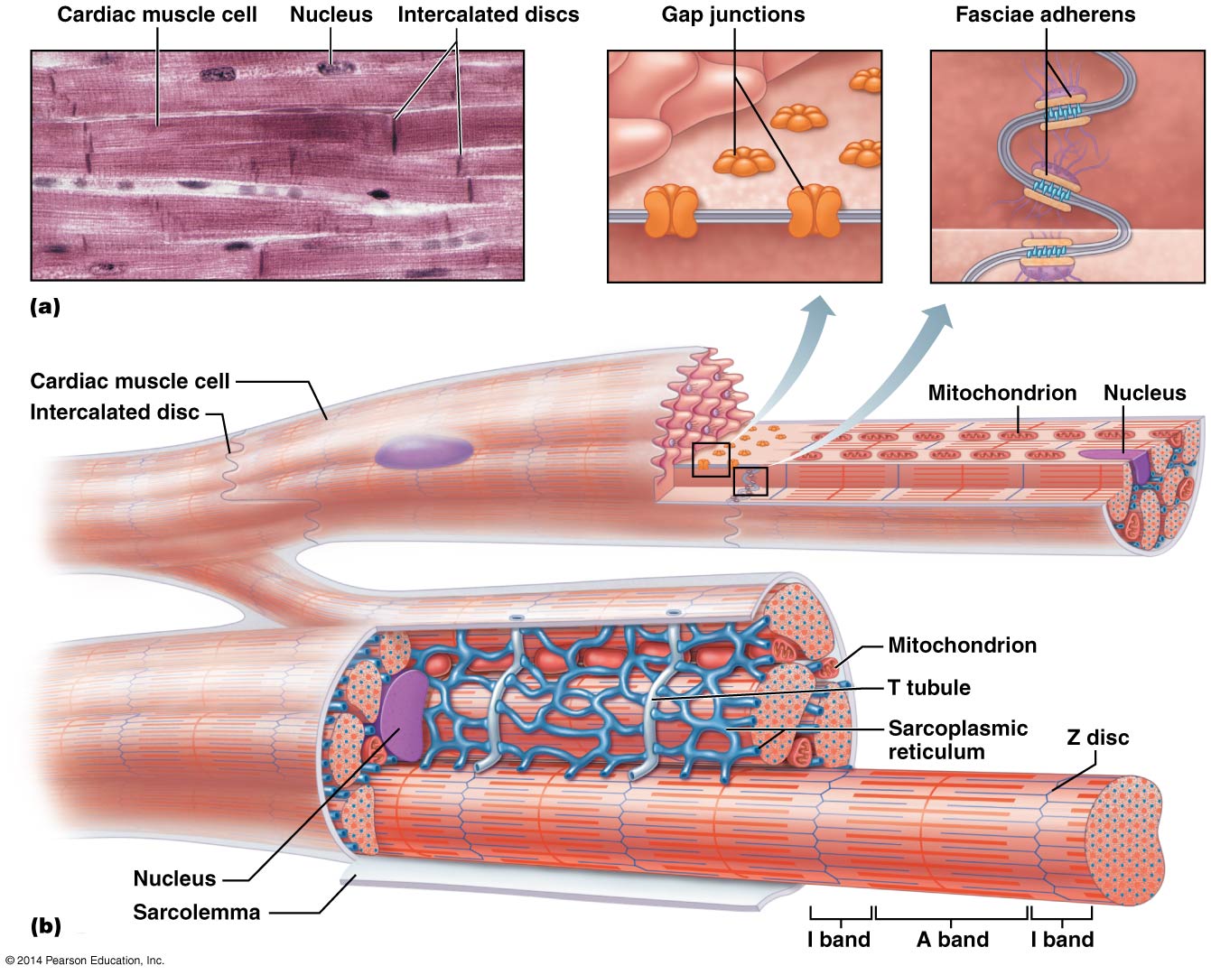 Diagram of cellular structure of cardiac muscle cells.