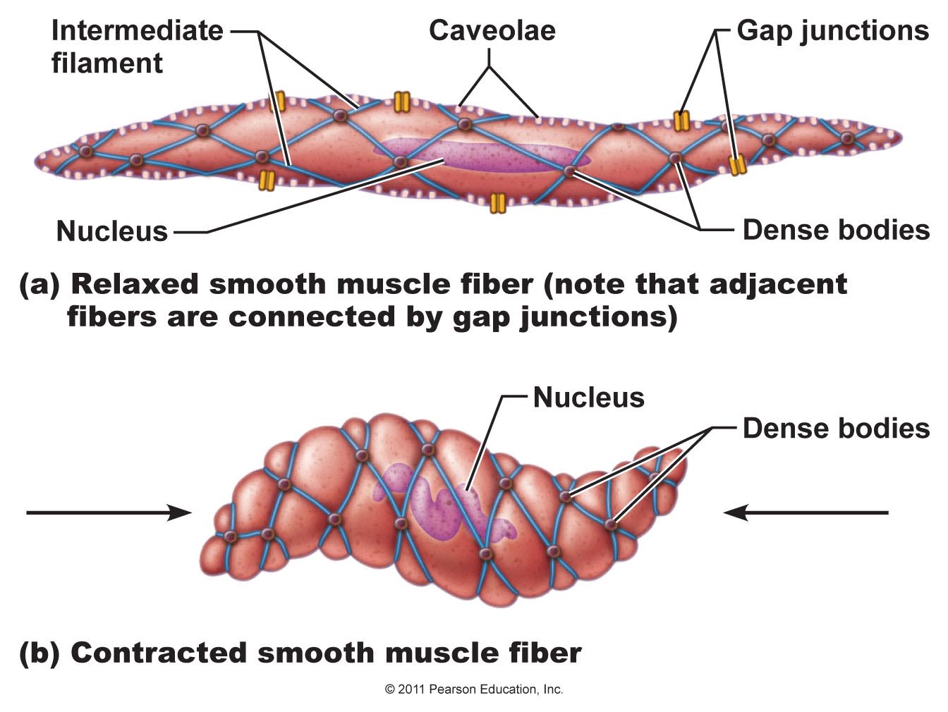 Diagram of a smooth muscle cell in a relaxed state and in a contracted state.