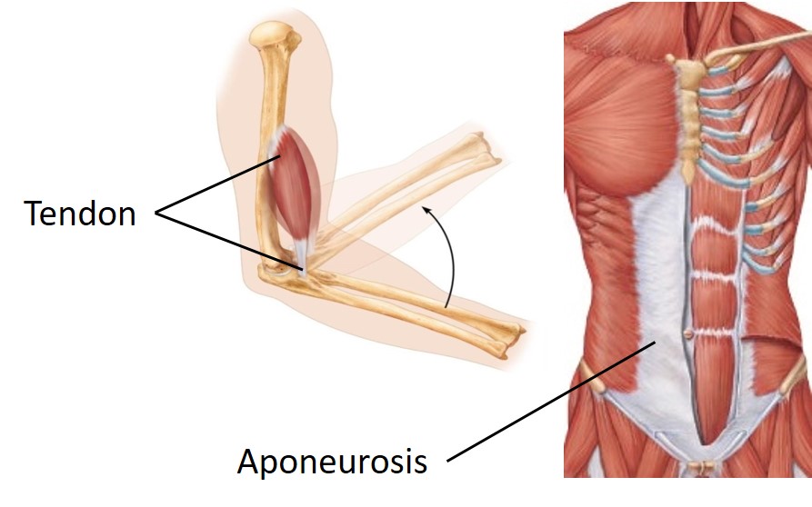 Diagram showing the structure of tendons and an aponeurosis.