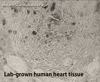 GIF image of inherent contractility of lab-grown heart tissue.