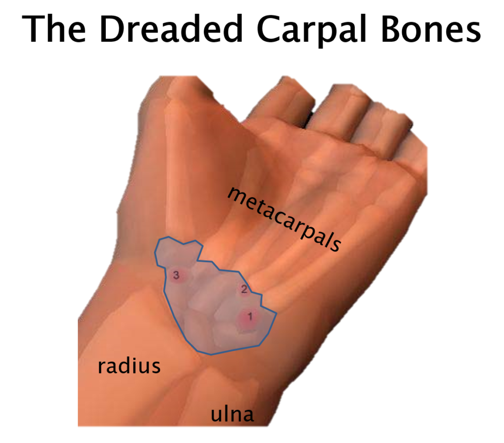 Diagram showing the location of the carpal bones in the hand.