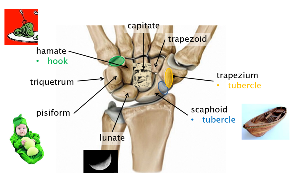 Labeled diagram of the carpal bones of the right hand from an anterior view.