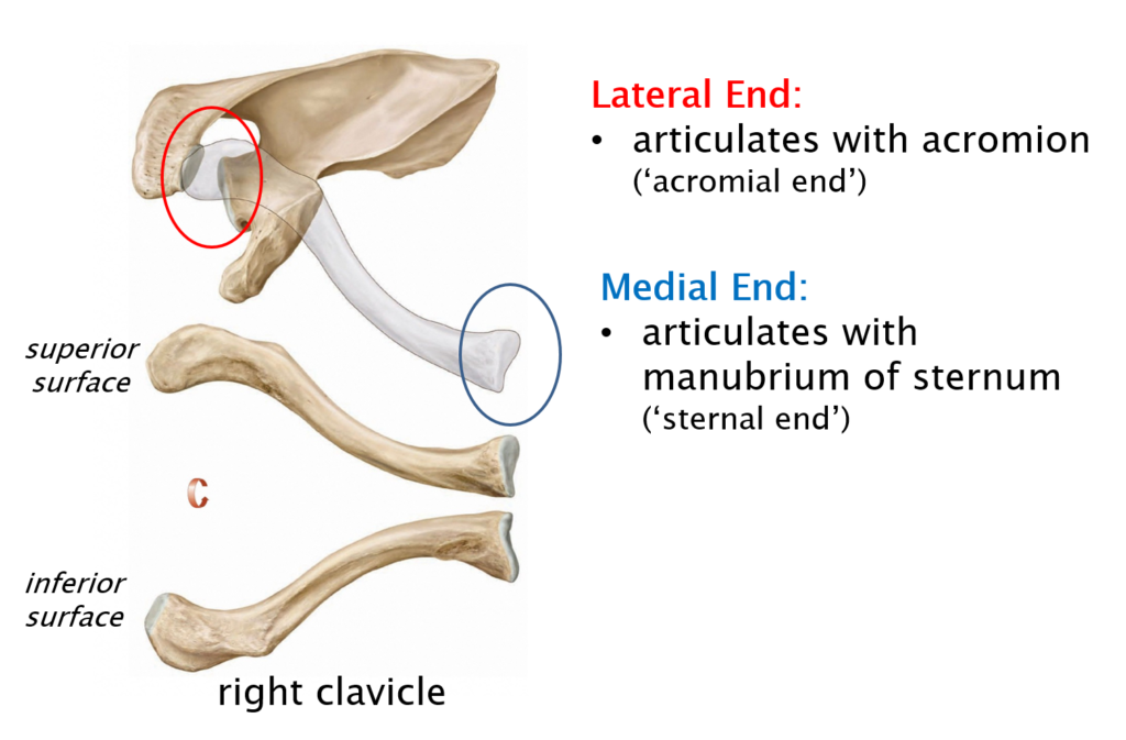 Labeled diagram of the right clavicle showing the medial and lateral ends of the bone.