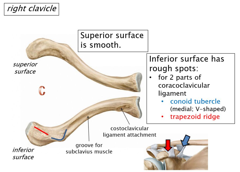 Labeled diagram of the right clavicle showing the superior and inferior surfaces of the bone.
