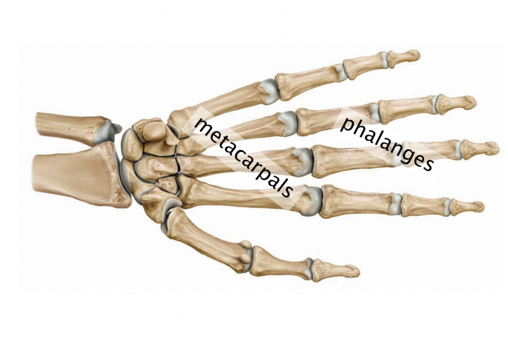Labeled diagram showing the location of the metacarpals and phalanges.