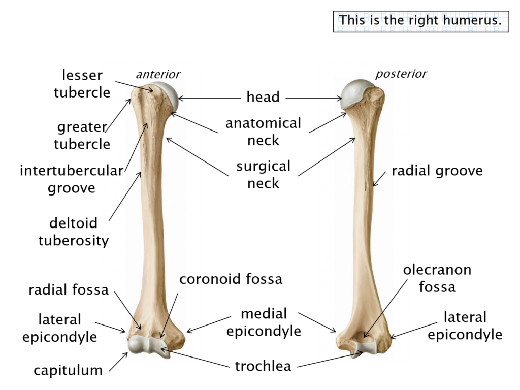 Labeled diagram of the anterior and posterior aspects of the right humerus.