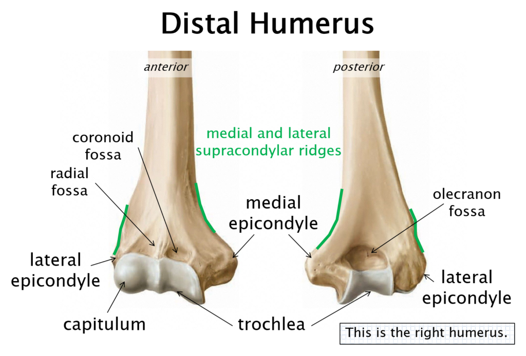 Labeled diagram of the anterior and posterior aspects of the distal humerus.