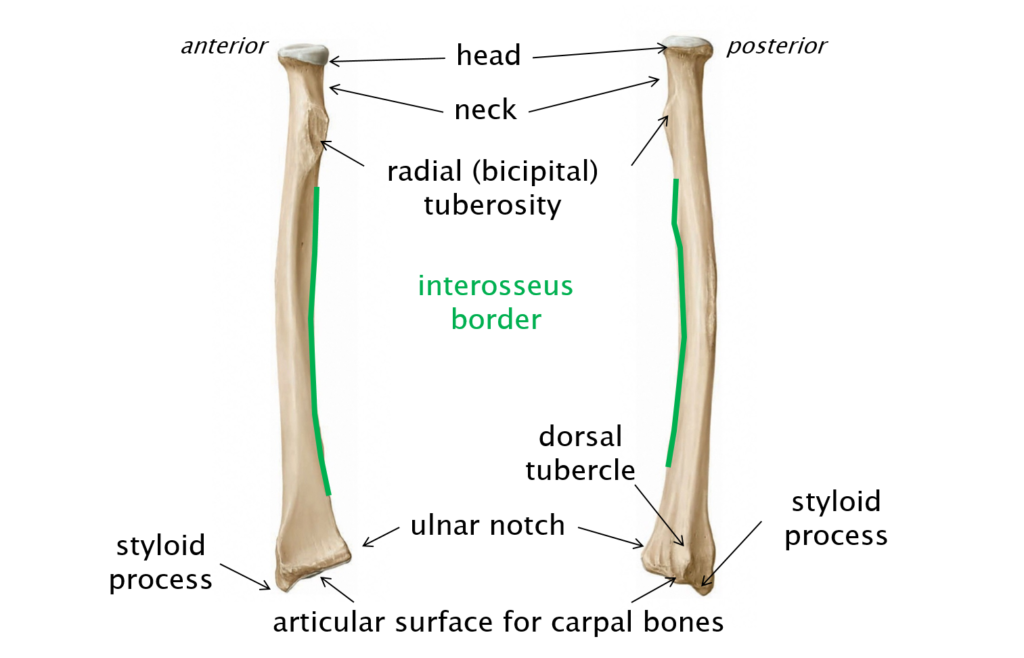 Labeled diagram of the right radius from anterior and posterior aspects.
