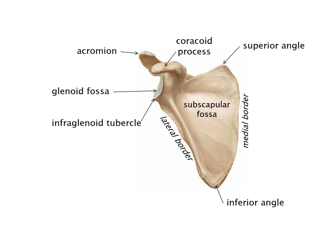Labeled diagram of the anterior surface of the scapula.