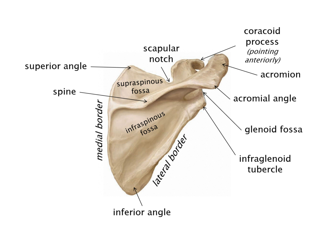 Labeled diagram of the dorsal surface of the scapula.