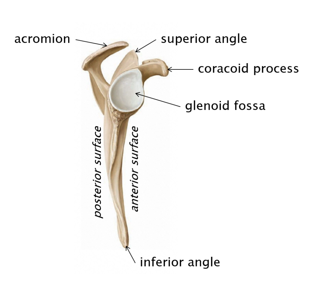 Labeled diagram of a lateral view of the right scapula.