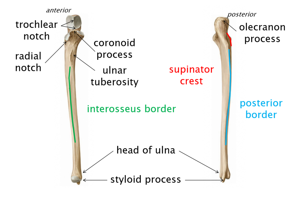 Labeled diagram of the right ulna from anterior and posterior views.