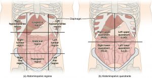 abdominal quadrants organs regions