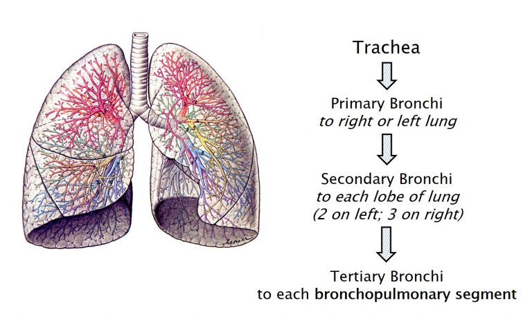 Diagram of the branching of the airway from trachea to the tertiary bronchi.
