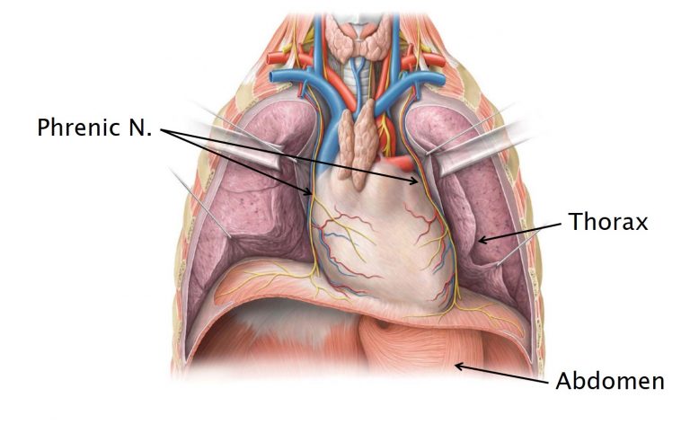 Atlas image showing the thoracoabdominal diaphragm and the phrenic nerves.