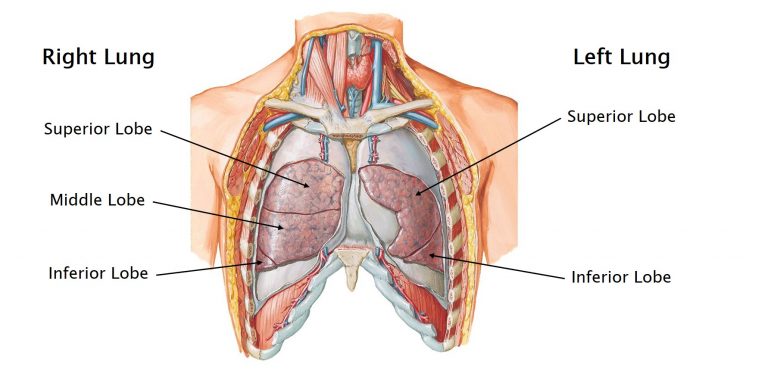 Atlas image of the right and left lungs in situ.