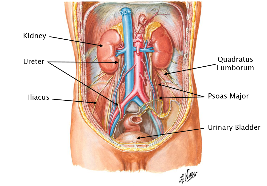 Abdominal Organs Anatomy 622 Coursebook