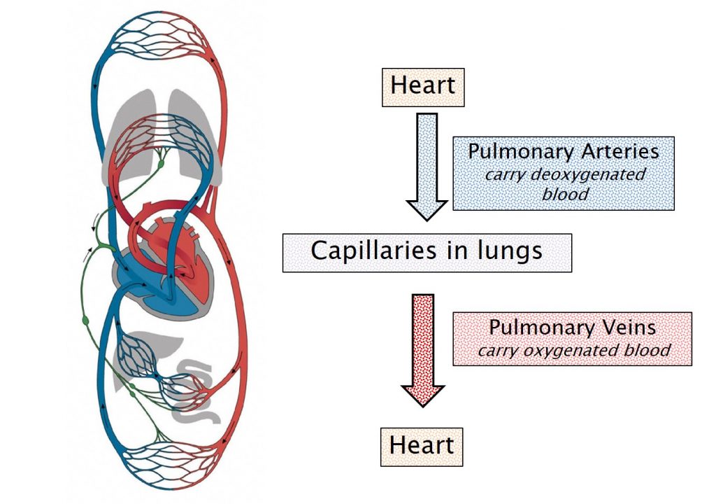 Diagram of the pulmonary circulatory pathway.