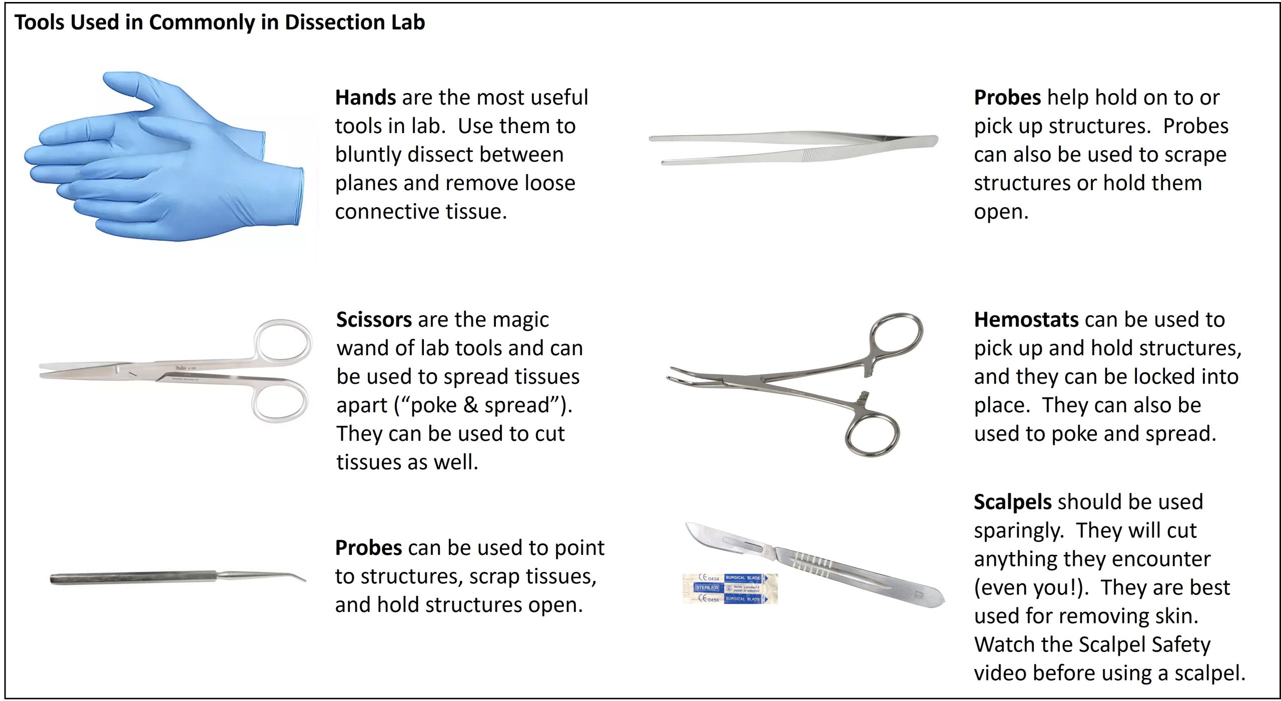 Common Tools Used in the Dissection Lab