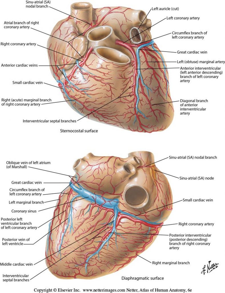 Atlas image of coronary arteries and cardiac veins in an anterior and posterior view of the heart.