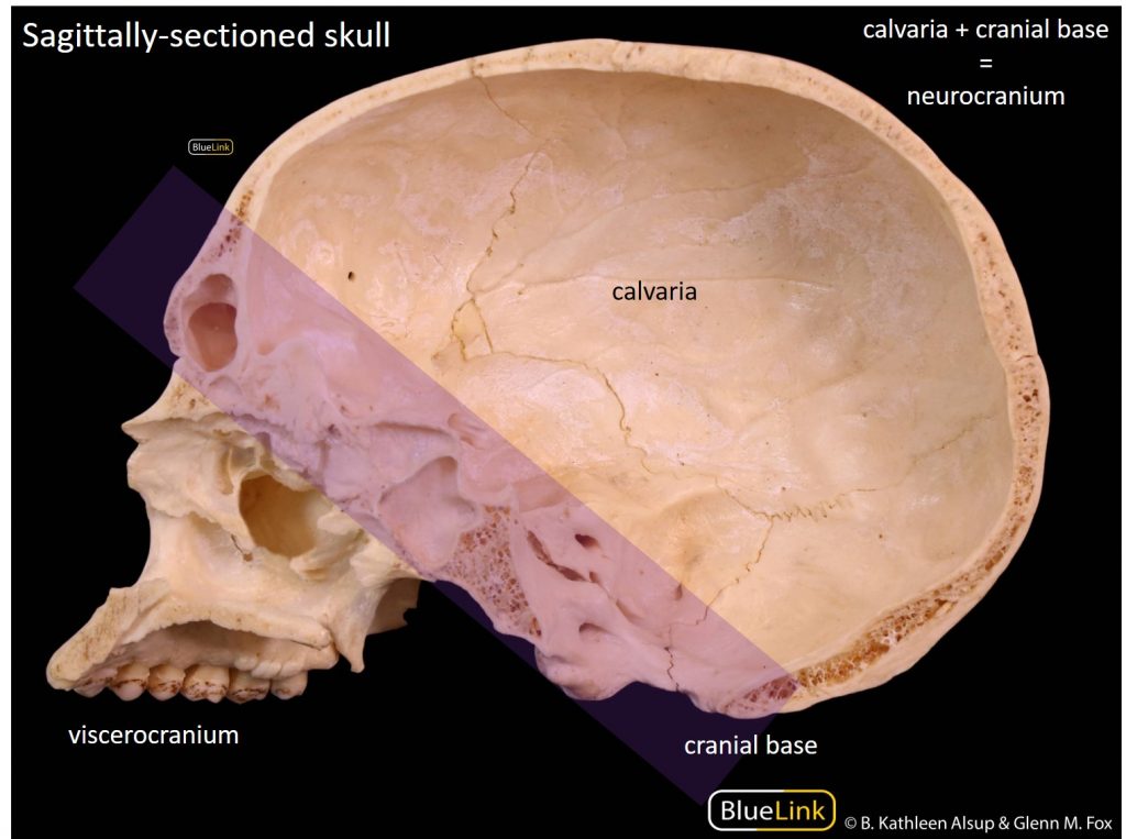 Sagittal section through skull