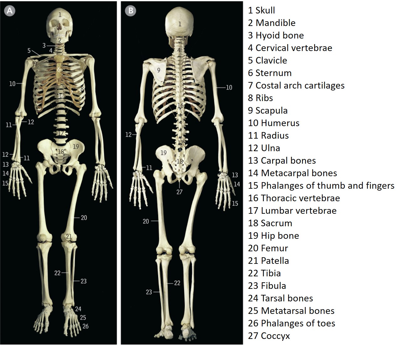Human Skeleton with bones labeled.