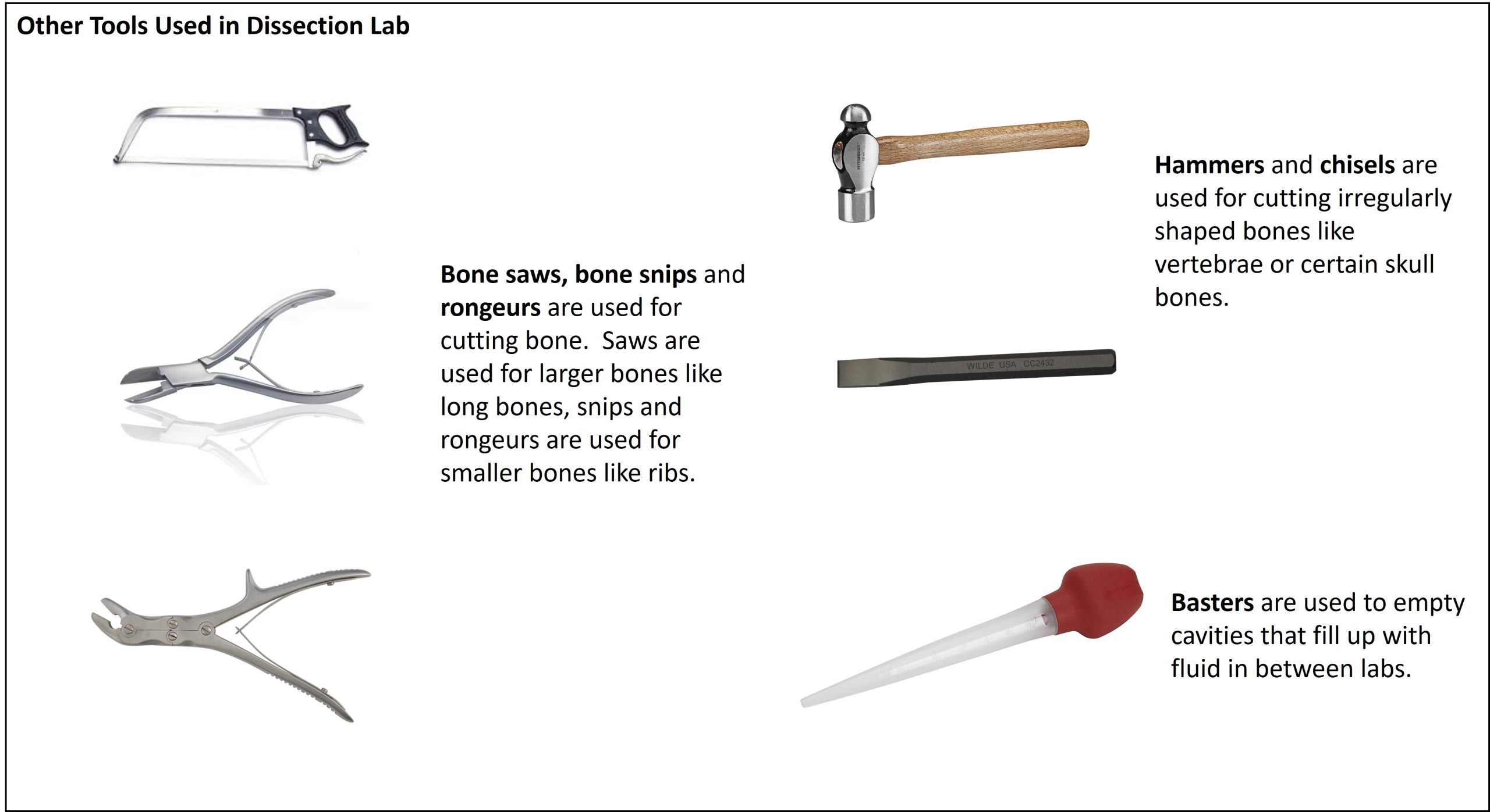 Other Tools Used in the Dissection Lab