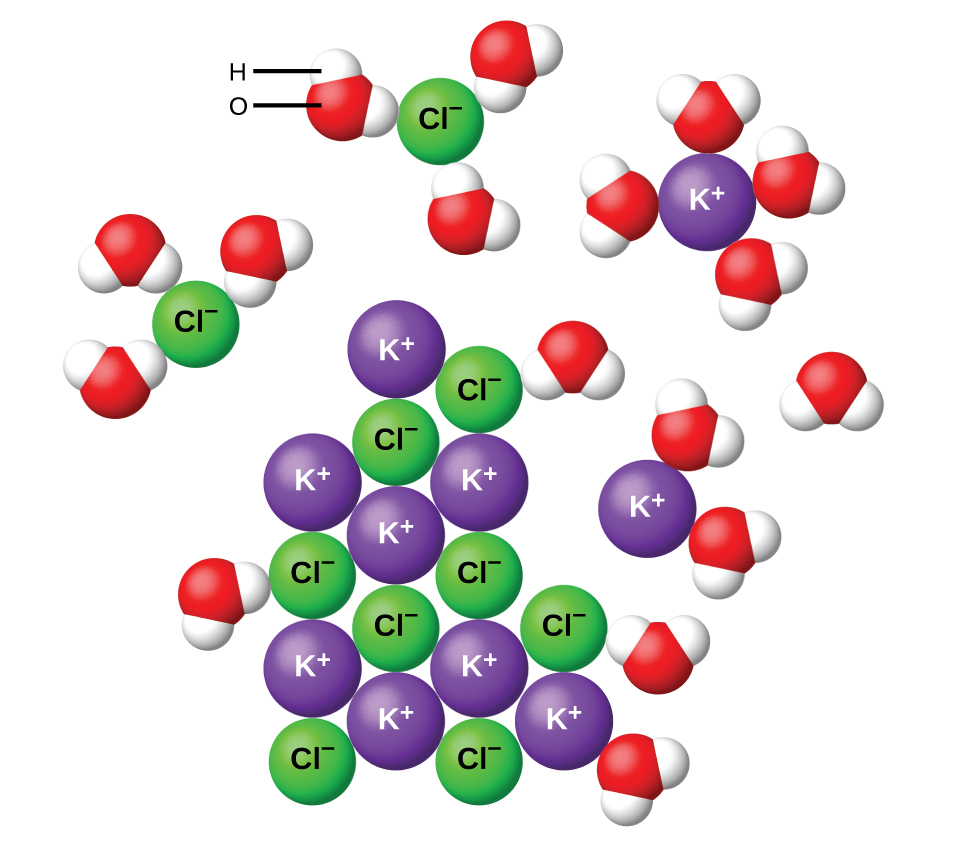 The diagram shows eight purple spheres labeled K superscript plus and eight green spheres labeled C l superscript minus mixed and touching near the center of the diagram. Outside of this cluster of spheres are seventeen clusters of three spheres, which include one red and two white spheres. A red sphere in one of these clusters is labeled O. A white sphere is labeled H. Two of the green C l superscript minus spheres are surrounded by three of the red and white clusters, with the red spheres closer to the green spheres than the white spheres. One of the K superscript plus purple spheres is surrounded by four of the red and white clusters. The white spheres of these clusters are closest to the purple spheres.