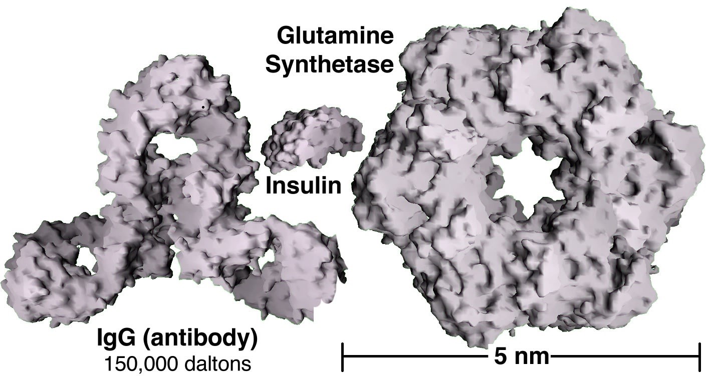 An image of three Nanoparticles. The first Nanoparticle is named "IgG (antibody)" with a 150,000 daltons that is shaped like three circles with holes put together. Th second Nanoparticle is named "Insulin" that is shaped like a rock. And lastly the third Nanoparticle is named "Glutamine Synthetase," shaped as circle with a hole in the middle, with the size of 5nm.