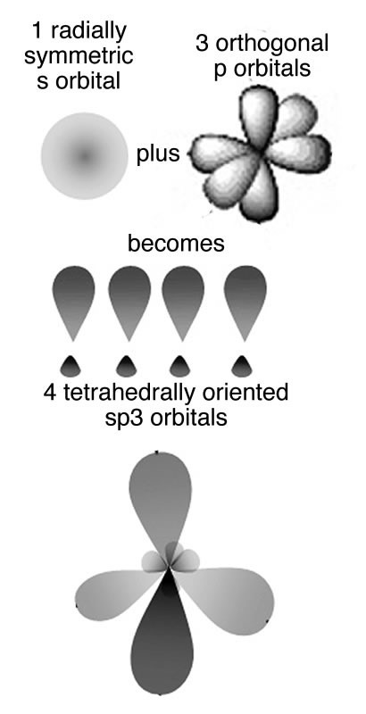 An image of different kinds of orbitals. On the top left side there is a circle named "1 radically symmetric s orbital." To the right side there is six sided stretched ovals connecting in the middle named "3 orthogonal p orbitals." Below the two shapes is another shape that combines both into four large explanation points named "4 tetrahedrally orientated sp3 orbitals." And lastly, on the bottom, the four explanation points are combined together.