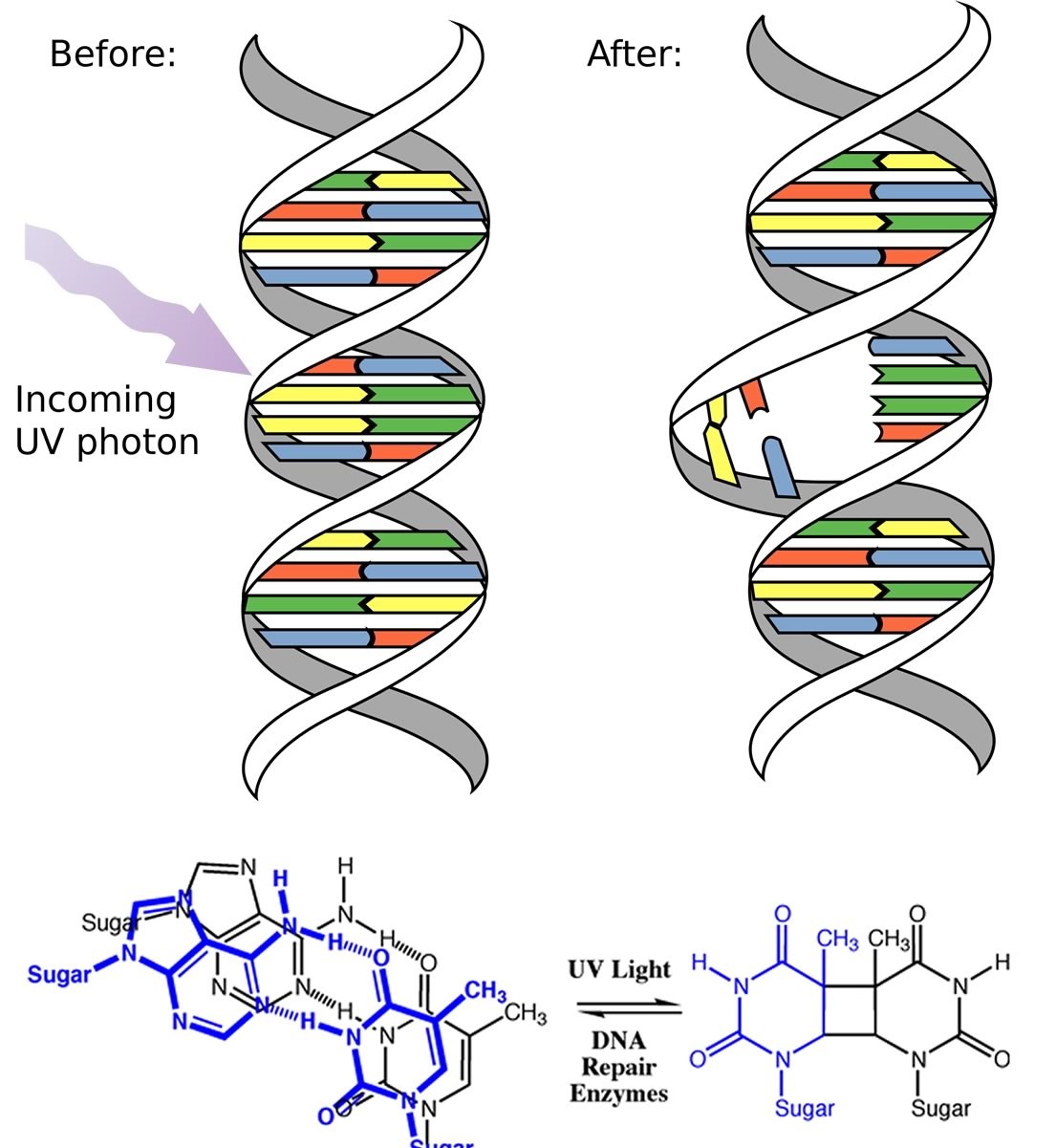 An image of two DNA strands with one labeled before and one labeled as after. The before DNA strand has a purple arrow pointed towards the strand and has a label of "incoming UV photon." And the after strand has the spot of the strand where the arrow was pointed at broken.