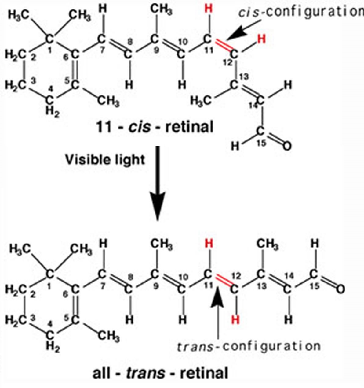 An image of two structures. The first structure is labeled as "Visible light" and "11- CIS- retinal." In the image there are 12 "C" letters, 4 "H2O", 3 "CH3", and one "O" all connected to each other. Then below there is an arrow pointing down wards to the second structure. The second structure has tweleve letter "C's", Four letter "H2O", two letter "CH3's" and one letter "O" all connected together.