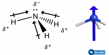 The structure shows a nitrogen atom with one lone pair of electrons single bonded to three hydrogen atoms. Near the nitrogen is a dipole symbol with a superscripted negative sign. Near each hydrogen is a dipole symbol with a superscripted positive sign.