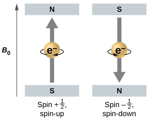 This diagram has an upward pointing arrow at the left which is labeled, “B subscript 0.” To the right, two spheres are shown. The first has a gray square at the top labeled, “N,” and a second gray square at the bottom labeled, “S.” A curved arrow is pointing right across the surface of the sphere and a gray arrow points upward through the center of the sphere. This sphere is labeled, “Spin plus one-half, spin-up.” The sphere just to the right has a gray square above it labeled, “S,” and a gray square below it labeled, “N.” This sphere has a curved arrow on its surface that is directed to the left and a gray arrow through the center of the sphere that points downward. This sphere is labeled, “Spin negative one-half spin-down.”