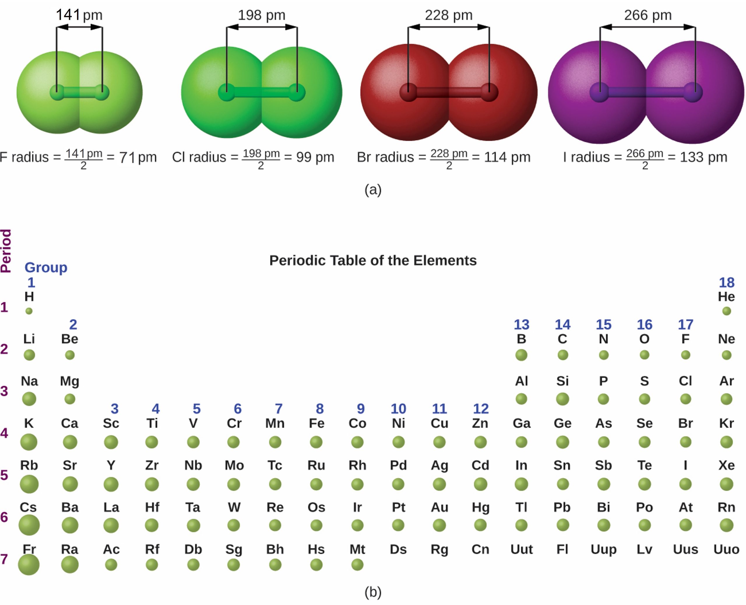 This figure has two parts: a and b. In figure a, 4 diatomic molecules are shown to illustrate the method of determining the atomic radius of an atom. The first model, in light green, is used to find the F atom radius. Two spheres are pushed very tightly together. The distance between the centers of the two atoms is indicated above the diagram with a double headed arrow labeled, “141 p m.” The endpoints of this arrow connect to line segments that extend to the atomic radii below. Beneath the molecule is the label, “F radius equals 141 p m divided by 2 equals 71 p m.” The next three models are similarly used to show the atomic radii of additional atoms. The second diatomic molecule is in a darker shade of green. The distance between the radii is 198 p m. Beneath the molecule is the label, “C l radius equals 198 p m divided by 2 equals 99 pm.” The third diatomic molecule is in red. The distance between the radii is 228 p m. Beneath the molecule is the label, “B r radius equals 228 p m divided by 2 equals 114 pm.” The fourth diatomic molecule is in purple. The distance between the radii is 266 p m. Beneath the molecule is the label, “I radius equals 266 p m divided by 2 equals 133 p m.” In figure b, a periodic table layout is used to compare relative sizes of atoms using green spheres. No spheres are provided for the noble or inert gas, group 18 elements. General trends noted are increasing circle size moving from top to bottom in a group, with a general tendency toward increasing atomic radii toward the lower left corner of the periodic table.