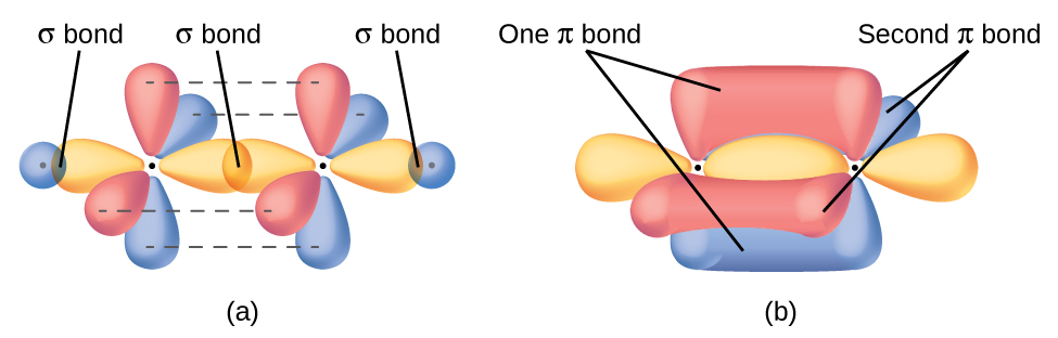 Two diagrams are shown and labeled, “a” and “b.” Diagram a shows two carbon atoms with two purple balloon-like orbitals arranged in a plane around each of them, and four red balloon-like orbitals arranged along the y and z axes perpendicular to the plane of the molecule. There is an overlap of two of the purple orbitals in between the two carbon atoms. The other two purple orbitals that face the outside of the molecule are shown interacting with spherical blue orbitals from two hydrogen atoms. Diagram b depicts a similar image to diagram a, but the red, vertical orbitals are interacting above and below and to the front and back of the plane of the molecule to form two areas labeled, “One pi bond,” and, “Second pi bond,” each respectively.